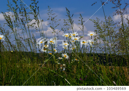 Wild daisy flowers growing on meadow, white chamomiles. Oxeye daisy, Leucanthemum vulgare, Daisies, Dox-eye, Common daisy, Dog daisy, Gardening concept Wild daisy flowers growing on meadow, white chamomiles. Oxeye daisy, Leucanthemum vulgare, Daisies, Dox-eye, Common daisy, Dog daisy, Gardening concept 103489569
