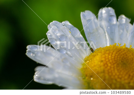 Garden daisies Leucanthemum vulgare close up. Flowering of daisies. Oxeye daisy, Daisies, Dox-eye, Common daisy, Moon daisy. Macro Chamomile or camomile flower with drops of water on the white petals Garden daisies Leucanthemum vulgare close up. Flowering of daisies. Oxeye daisy, Daisies, Dox-eye, Common daisy, Moon daisy. Macro Chamomile or camomile flower with drops of water on the white petals 103489580
