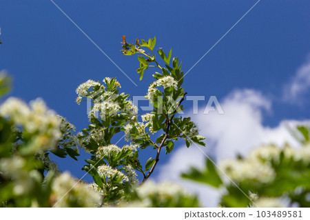 Close-up of a branch of midland hawthorn or crataegus laevigata with a blurred background photographed in the garden of herbs and medicinal plants Close-up of a branch of midland hawthorn or crataegus laevigata with a blurred background photographed in the garden of herbs and medicinal plants 103489581