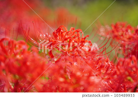 Manjushage,manju shage,簇孤挺花,農村,紅色,花,神代植物園,日本,東京,花園,公園,戶外,天空,植物 Manjushage,manju shage,簇孤挺花,農村,紅色,花,神代植物園,日本,東京,花園,公園,戶外,天空,植物 103489933