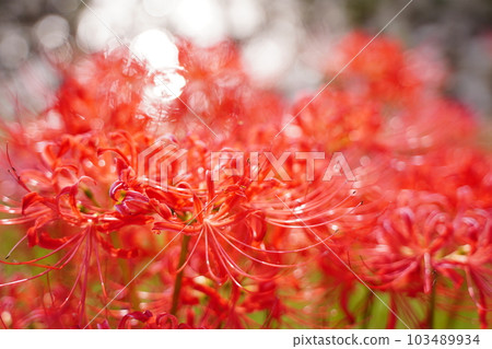 Manjushage,manju shage,簇孤挺花,農村,紅色,花,神代植物園,日本,東京,花園,公園,戶外,天空,植物 Manjushage,manju shage,簇孤挺花,農村,紅色,花,神代植物園,日本,東京,花園,公園,戶外,天空,植物 103489934