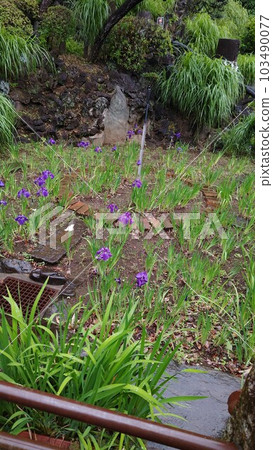 Iris Iris 103490077