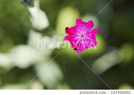 Rose campion flowers blooming in the garden 103490092