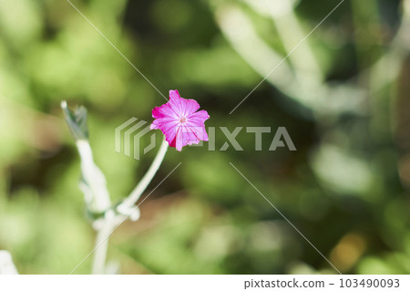 花園裡盛開的玫瑰野花 花園裡盛開的玫瑰野花 103490093