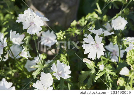Musk mallow flowers blooming in the garden 103490099