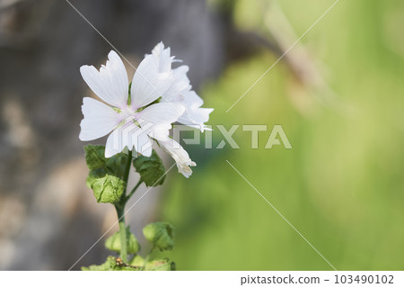 Musk mallow flowers blooming in the garden 103490102