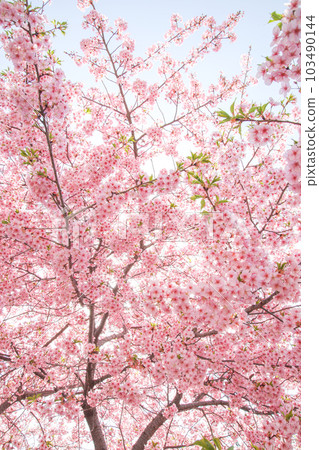 Kawazu cherry tree Kawazu cherry tree 103490144