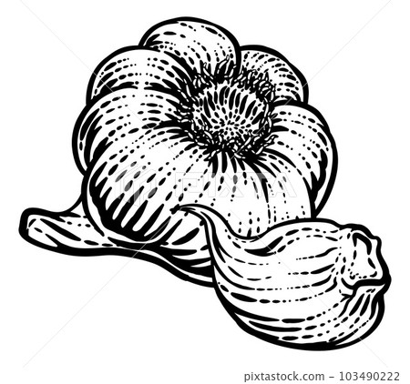 Garlic Vegetable Vintage Woodcut Illustration 103490222