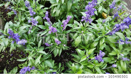Purple flower 103490301