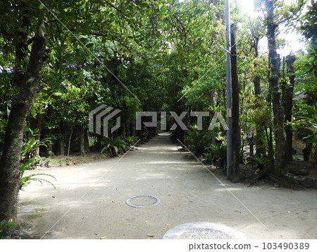 Fukugi trees in Bise, Okinawa, May Fukugi trees in Bise, Okinawa, May 103490389