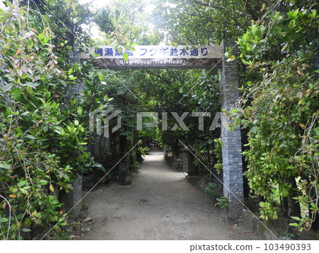 Fukugi trees in Bise, Okinawa, May Fukugi trees in Bise, Okinawa, May 103490393