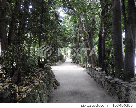 Fukugi trees in Bise, Okinawa, May Fukugi trees in Bise, Okinawa, May 103490396