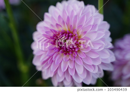 大麗花, 圓形, Ichirin, 花, Jindai Botanical Garden, Scrunchie 103490439