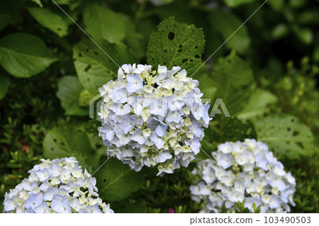 Cityscape of Yokohama, Japan Leaves with holes in the rain... Hydrangea flowers remain whitish... = June 2, Yokohama city 103490503