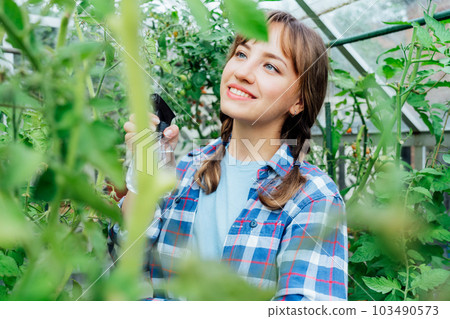 Young woman spraying nature fertilizer on tomato plants in the greenhouse. Organic food growing and gardening. Eco-friendly care of vegetables. Urban farming lifestyle. food self-sufficiency Young woman spraying nature fertilizer on tomato plants in the greenhouse. Organic food growing and gardening. Eco-friendly care of vegetables. Urban farming lifestyle. food self-sufficiency 103490573