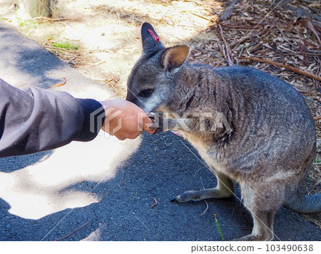 wallaby feeding from hand 103490638