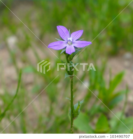 Platycodon flower square 103490707