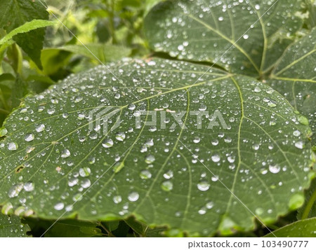 Kudzu leaves wet with rain 103490777