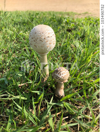 毒蘑菇! Oshirokarakasa 蘑菇 毒蘑菇! Oshirokarakasa 蘑菇 103490782