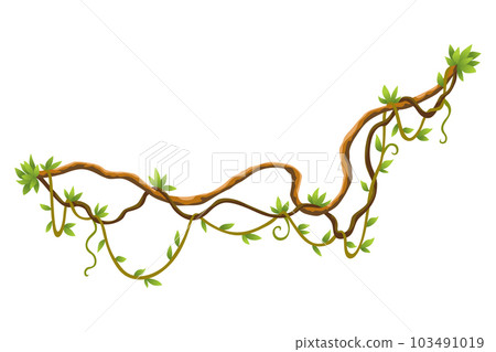Twisted wild lianas branches banner. Jungle vine plants. Woody natural tropical rainforest, exotic botany. Woody natural branches 103491019