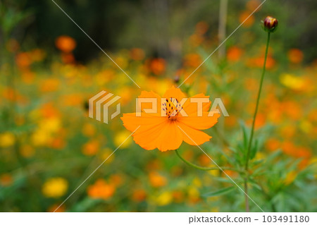 黃色波斯菊, 黃色波斯菊, 宇宙, 硫磺, 花, 黃色, 波斯菊, 日本, 東京, 花園 黃色波斯菊, 黃色波斯菊, 宇宙, 硫磺, 花, 黃色, 波斯菊, 日本, 東京, 花園 103491180