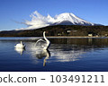 Swans and Mt. Fuji 103491211