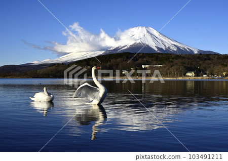 Swans and Mt. Fuji Swans and Mt. Fuji 103491211