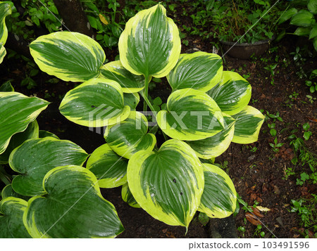 Hosta Giboshi Hosta 103491596
