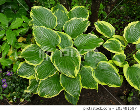 Hosta Giboshi Hosta 103491597