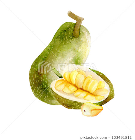 Tropical fruits collection. Watercolor jackfruit isolated composition on white backgrond 103491811