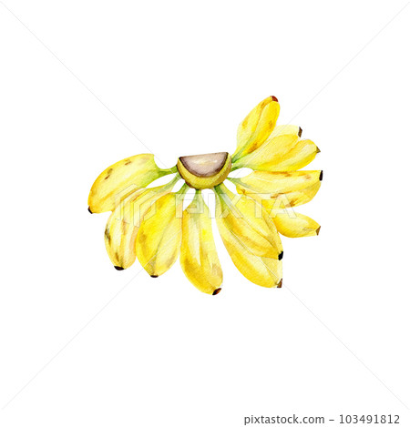WAtercolor hand drawn bananas. Yellow bananas isolated on white background 103491812