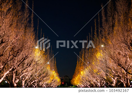 [#Tokyo] Ginkgo trees in Meiji Jingu Gaien illuminated at night 103492167