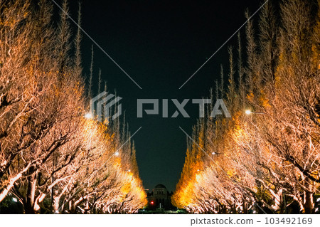 [#Tokyo] Ginkgo trees in Meiji Jingu Gaien illuminated at night 103492169