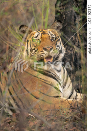 Close-up of Bengal tiger lying under tree 103492372