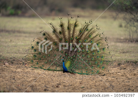 Indian peacock displays feathers in grassy clearing 103492397