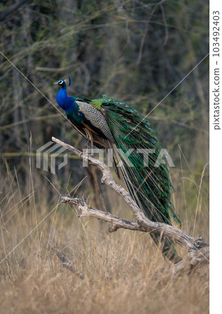 Indian peacock stands on branch in clearing Indian peacock stands on branch in clearing 103492403