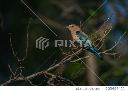 Indian roller on thin twig with catchlight Indian roller on thin twig with catchlight 103492411