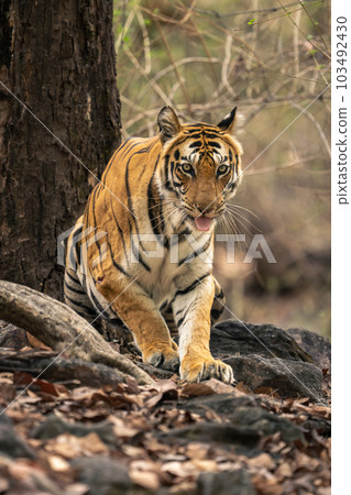 Bengal tiger stands up among tree roots Bengal tiger stands up among tree roots 103492430