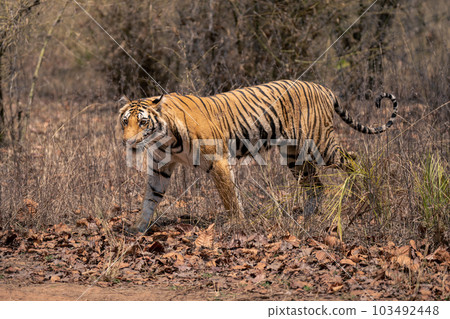 Bengal tiger walks on leaves towards track 103492448