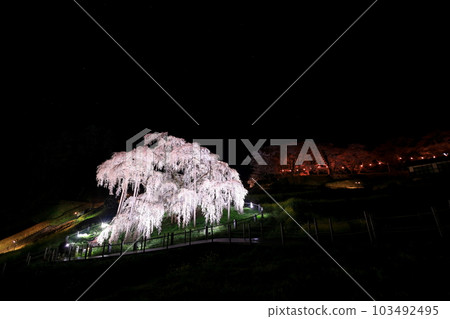 Japan's Three Great Cherry Blossoms Light-up of Miharu Takizakura / Miharu Town, Fukushima Prefecture Japan's Three Great Cherry Blossoms Light-up of Miharu Takizakura / Miharu Town, Fukushima Prefecture 103492495