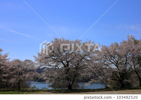 Sakura Lake and cherry blossoms in Miharu Town, Fukushima Prefecture Sakura Lake and cherry blossoms in Miharu Town, Fukushima Prefecture 103492520