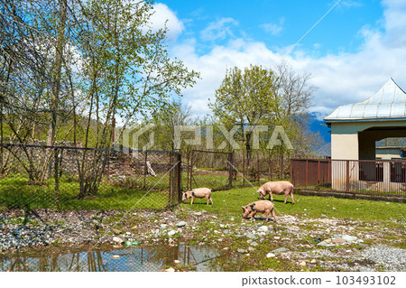 The life of a family of pigs in the village. Breeding pigs The life of a family of pigs in the village. Breeding pigs 103493102
