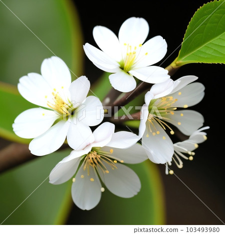 Beautiful Flower  103493980