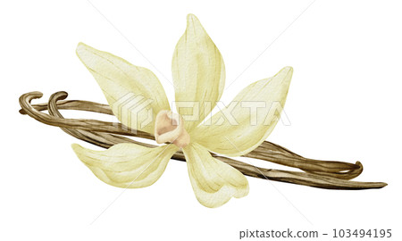 Vanilla Flower with Sticks. Watercolor hand drawn illustration of yellow orchid Flower and pods on white isolated background. Drawing of spice for cooking or aroma oils. sketch of herbal ingredient. Vanilla Flower with Sticks. Watercolor hand drawn illustration of yellow orchid Flower and pods on white isolated background. Drawing of spice for cooking or aroma oils. sketch of herbal ingredient. 103494195
