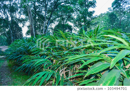 Cardamom plants 103494701