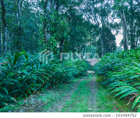Cardamom plants Cardamom plants 103494702