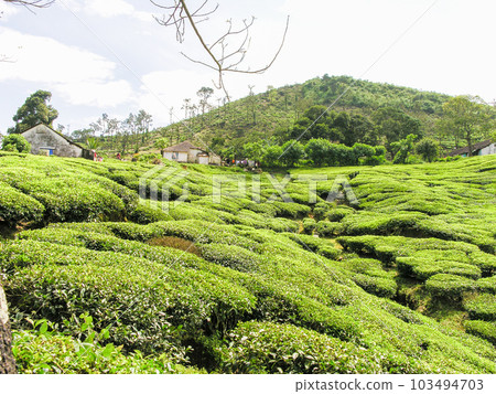 Tea gardens 103494703