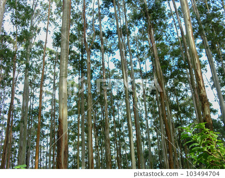 Eucalyptus tree plantation at Ooty, India 103494704