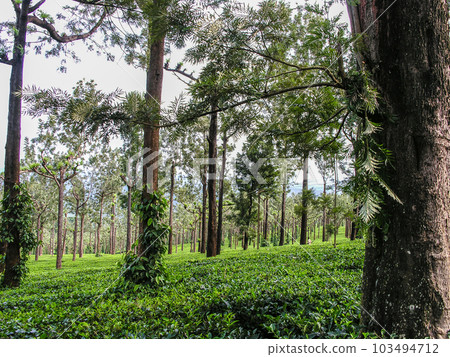 Tea gardens 103494712