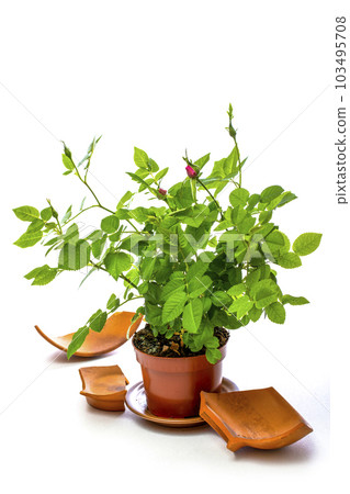 Indoor rose bush in a pot on a white background Indoor rose bush in a pot on a white background 103495708